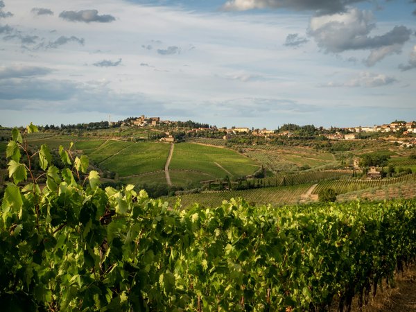 Comment planifier une visite des vignobles en Toscane?